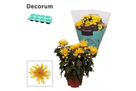 Chrysanthemum ind. artistic vincent Chrysanne® Anemona Yellow Decorum
