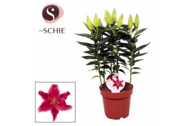 Lilium oriental starlight express
