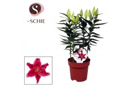Lilium oriental starlight express donkerroze