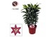 Lilium oriental entertainer 