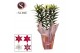 Lilium oriental mix in bag stripes 