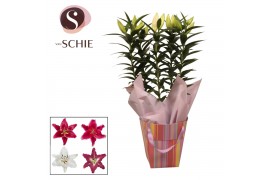 Lilium oriental mix in bag stripes