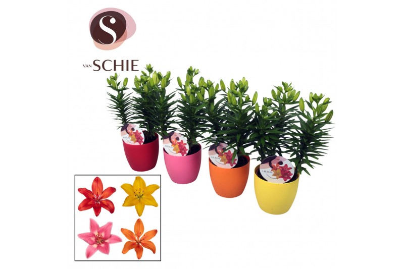 Lilium aziatische mix decopot 
