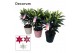 Lilium oriental mix in zink mix 