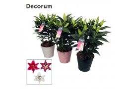 Lilium oriental mix in zink mix