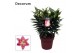Lilium oriental reeleeze roze decorum 