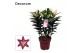 Lilium oriental entertainer decorum paars 