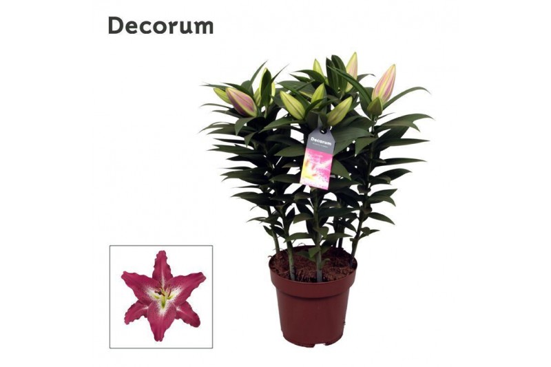 Lilium oriental entertainer decorum paars 