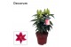 Lilium oriental starlight express decorum 