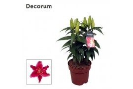 Lilium oriental starlight express decorum