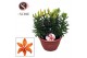 Lilium aziatische orange matrix schaal 