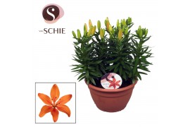 Lilium aziatische orange matrix schaal