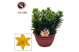 Lilium aziatische golden matrix schaal