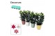Lilium oriental mix decorum in keramiek blush 