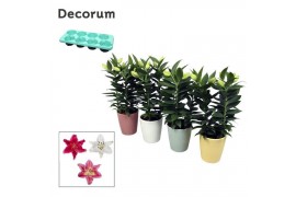 Lilium oriental mix decorum in keramiek blush