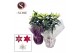 Lilium oriental Mix Rondella LEAVES 