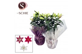 Lilium oriental Mix Rondella LEAVES