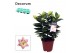 Lilium oriental souvenir Rascal decorum 