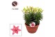 Lilium aziatische rozalynn schaal 
