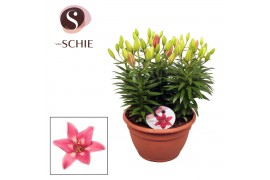 Lilium aziatische rozalynn schaal