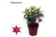 Lilium oriental magny cours donkerrood decorum 