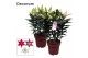 Lilium oriental mix decorum special mix 