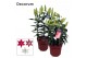 Lilium oriental mix decorum 