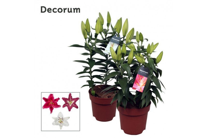 Lilium oriental mix decorum 