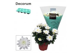 Chrysanne grandezza white decorum