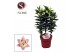 Lilium oriental souvenir Rascal 