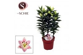Lilium oriental souvenir Rascal