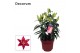 Lilium oriental magny cours donkerrood decorum 