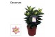 Lilium oriental souvenir Rascal decorum 