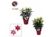 Lilium oriental mix compact 