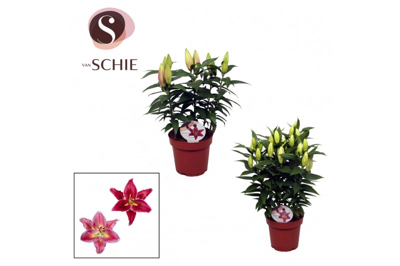 Lilium oriental mix compact 