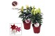 Lilium oriental mix compact 
