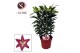 Lilium oriental entertainer paars 