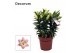 Lilium oriental souvenir Rascal decorum 5pp 