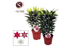 Lilium oriental mix