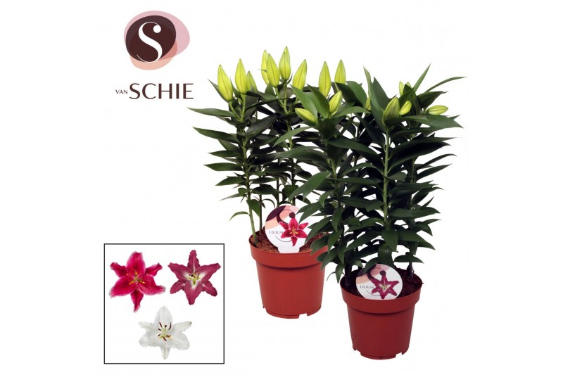 Lilium oriental mix 