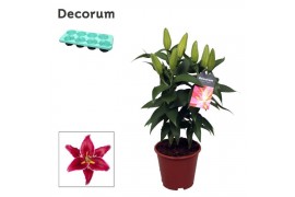 Lilium oriental magny cours decorum