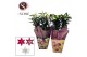Lilium mix Oriental 17cm Bag BLUSH mix 3 tak/plnt 8 bl. 