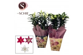Lilium mix Oriental 17cm Bag BLUSH mix 3 tak/plnt 8 bl.