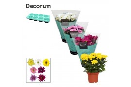 Chrysanne grandezza & margarita mix decorum