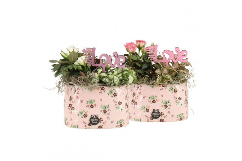 Arrangementen kamerplanten 21641: Valentines day arrangement 2 pp 