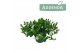 Campanula posch. adansa white 