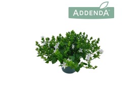 Campanula posch. adansa white