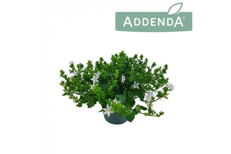 Campanula posch. adansa white 