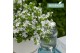 Campanula posch. adansa white 