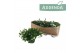 Campanula posch. adansa white 